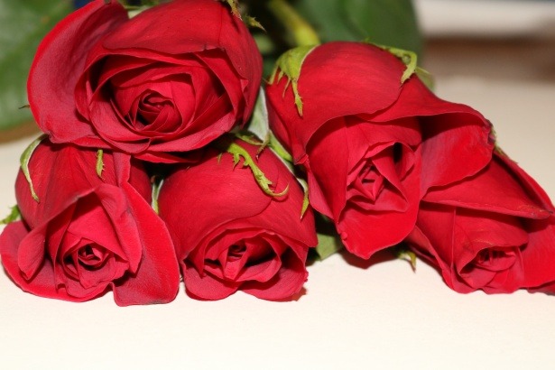 red roses lying on white table