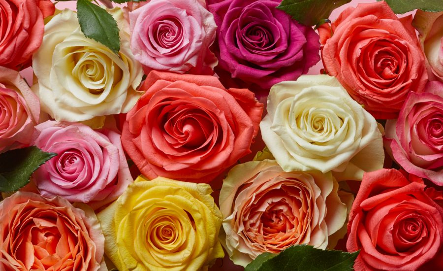 Mother's Day Brunch St Pete