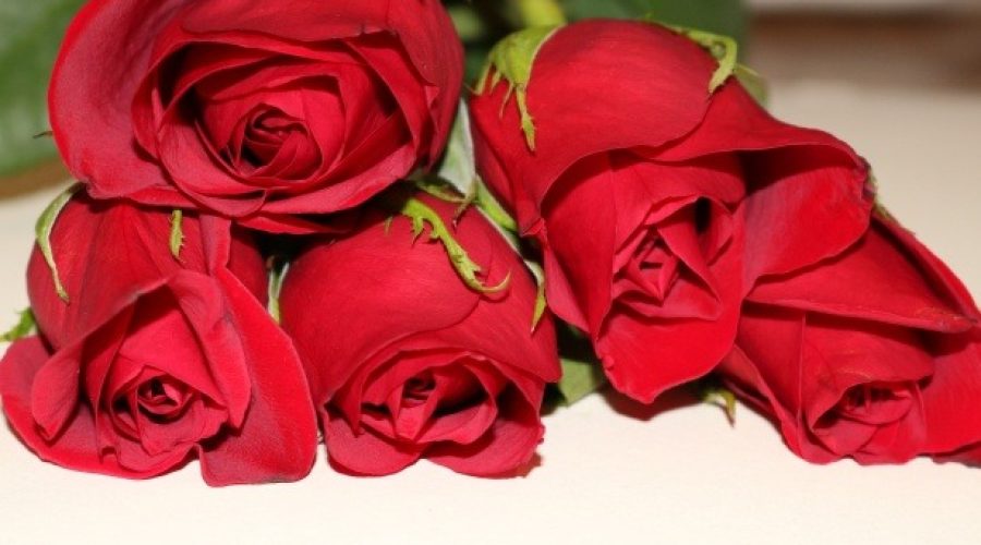 red roses lying on white table